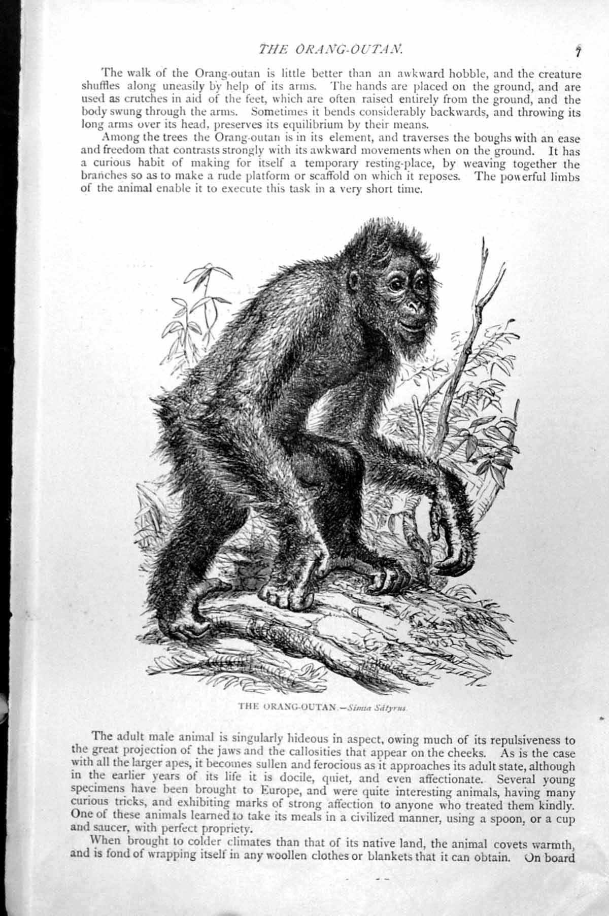 Original Old Antique Print Orang-Outan Simia Satyrus C1890 19th