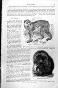 Old Print Magot Barbary Ape Macacus Innuus Wanderoo Silennus Veter C1890 19th