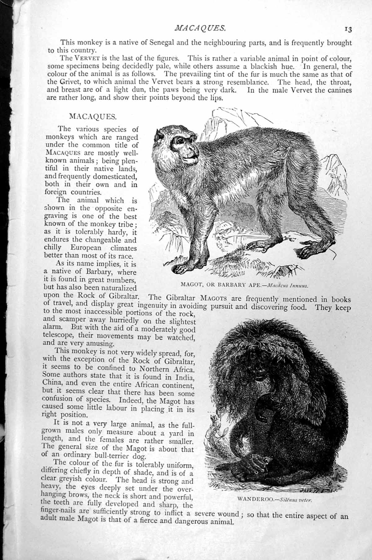 Old Print Magot Barbary Ape Macacus Innuus Wanderoo Silennus Veter C1890 19th
