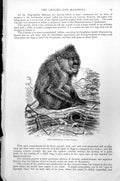 Original Old Antique Print The Mandrill Papio Maimon C1890 19th