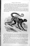 Original Old Antique Print Coatia Ateles Panascus C1890 19th Century