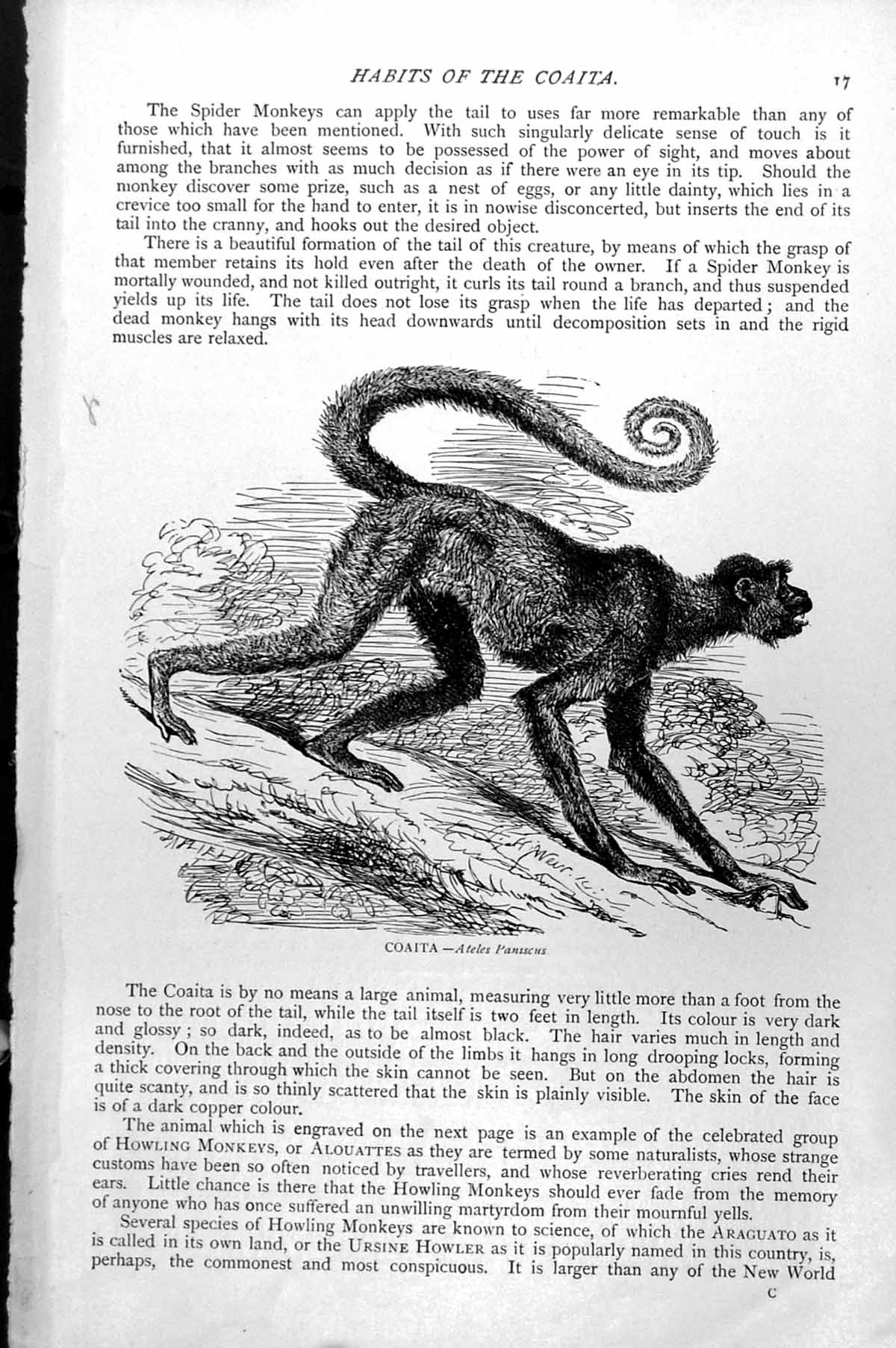 Original Old Antique Print Coatia Ateles Panascus C1890 19th Century