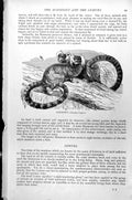 Original Old Antique Print Marmoset Jacchus Vulgaris C1890 19th