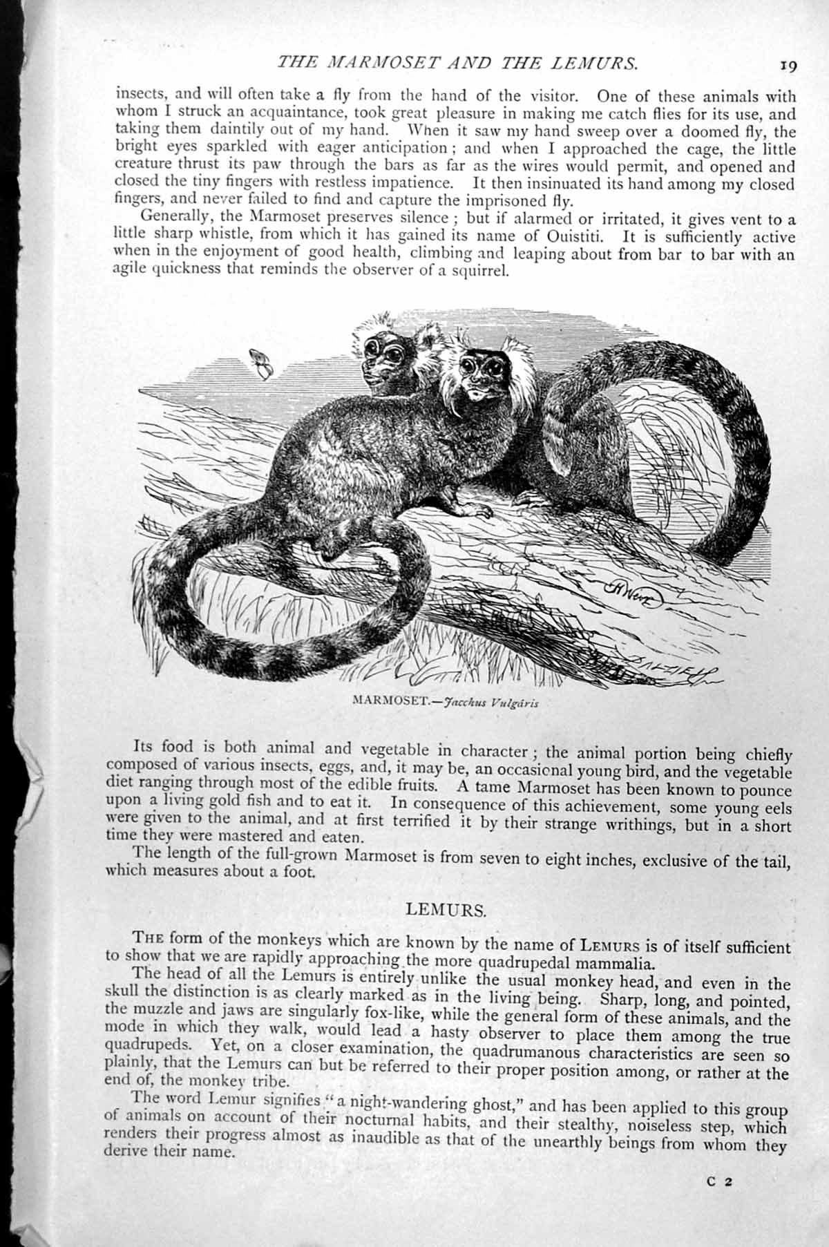 Original Old Antique Print Marmoset Jacchus Vulgaris C1890 19th