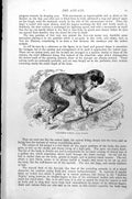 Original Old Antique Print Slender Loris Loris Gracilis C1890 19th