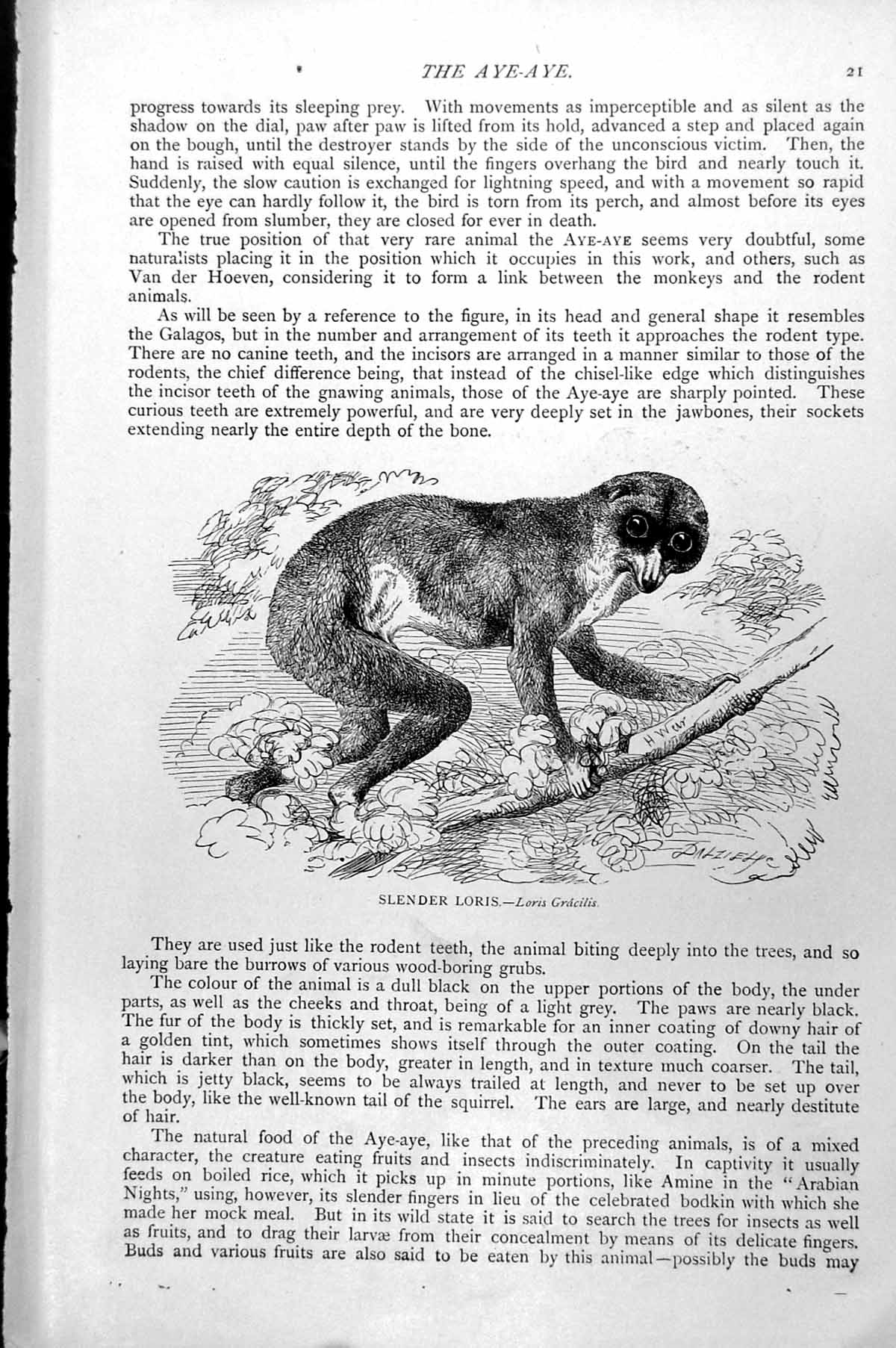 Original Old Antique Print Slender Loris Loris Gracilis C1890 19th
