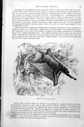 Original Old Antique Print Colugo Galeopithecus Voians C1890 19th