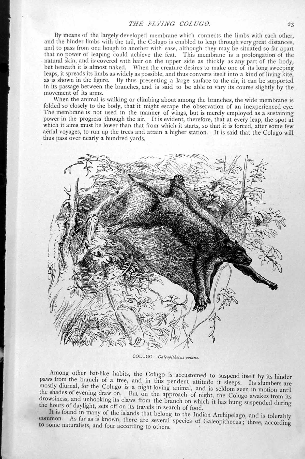 Original Old Antique Print Colugo Galeopithecus Voians C1890 19th