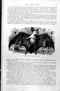 Original Old Antique Print Vampire Bat Vampyrus Spectrum C1890 19th