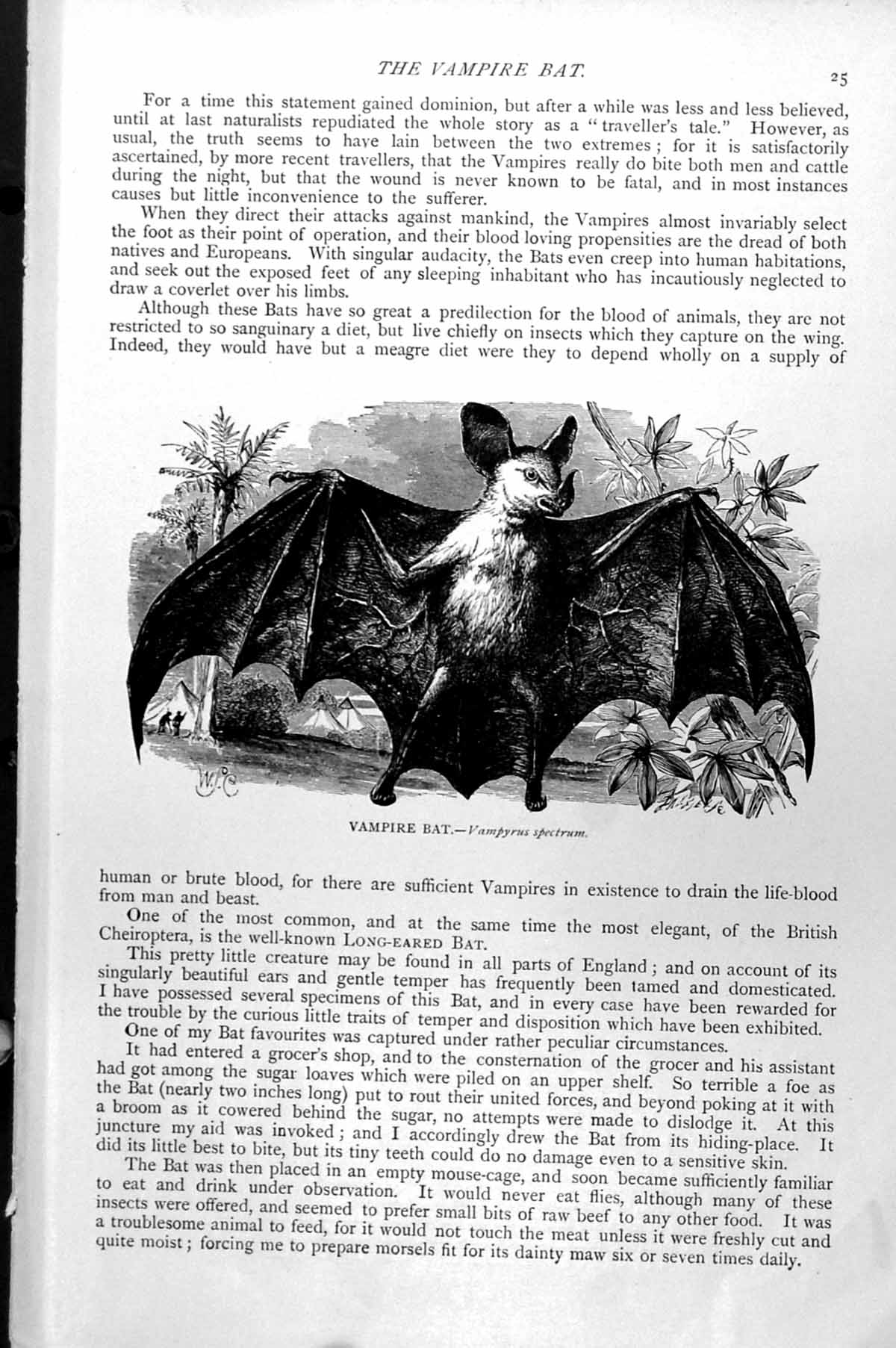 Original Old Antique Print Vampire Bat Vampyrus Spectrum C1890 19th