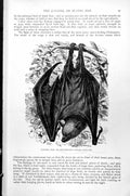 Original Old Antique Print Flying Fox Or Roussette Pteropus Rubricollis C1890