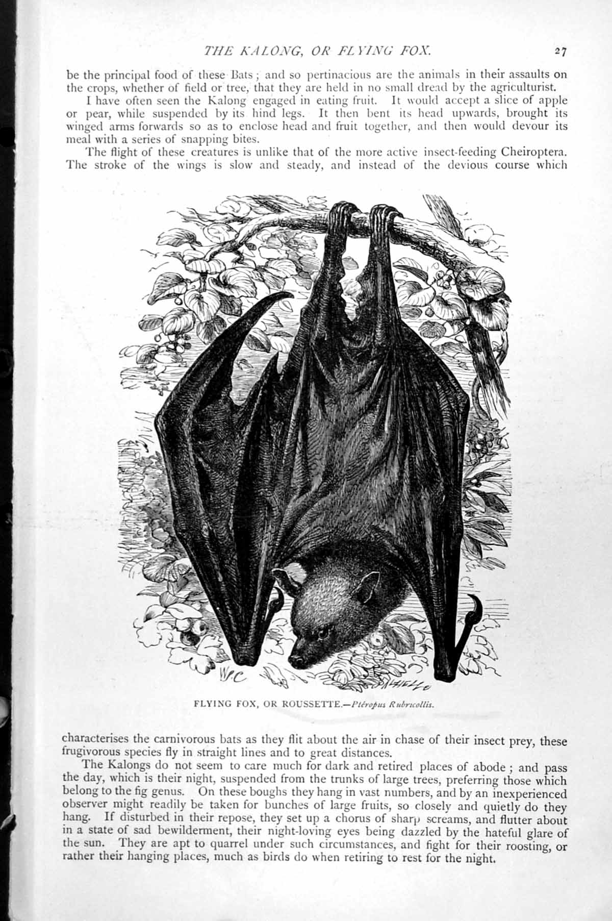 Original Old Antique Print Flying Fox Or Roussette Pteropus Rubricollis C1890