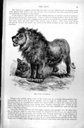 Original Old Antique Print The Lion Leo Barbarus Male And Female C1890 19th