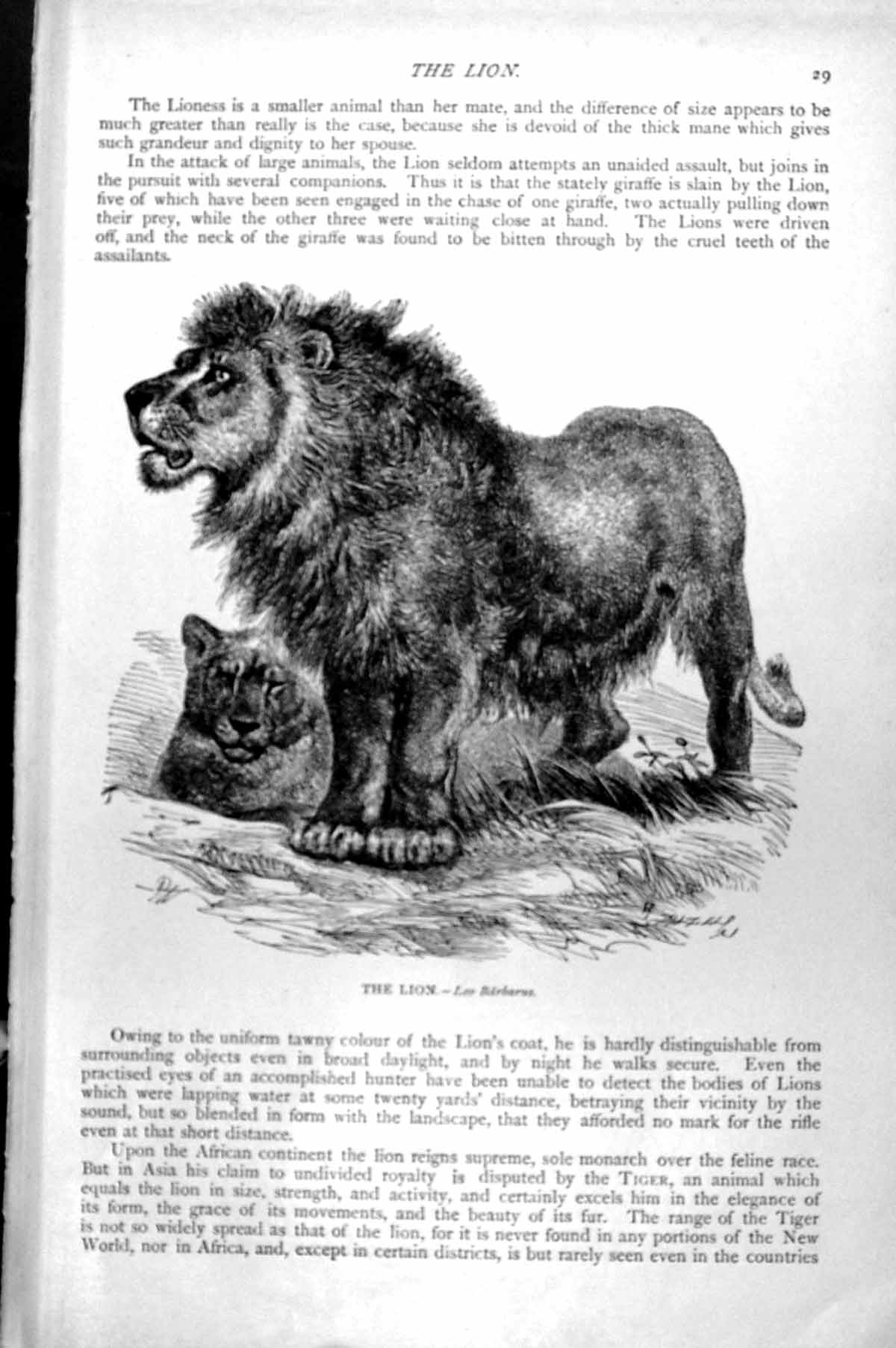 Original Old Antique Print The Lion Leo Barbarus Male And Female C1890 19th