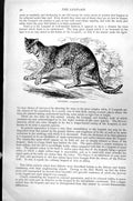 Original Old Antique Print Leopard Leopardus Varius C1890 19th