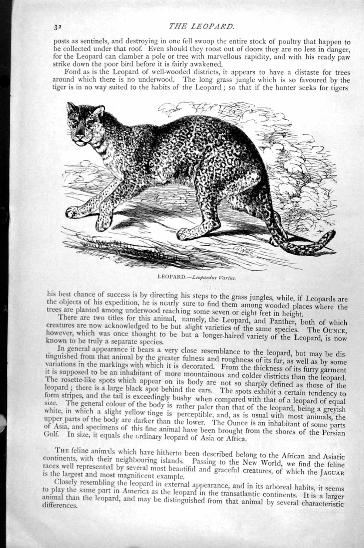 Original Old Antique Print Leopard Leopardus Varius C1890 19th