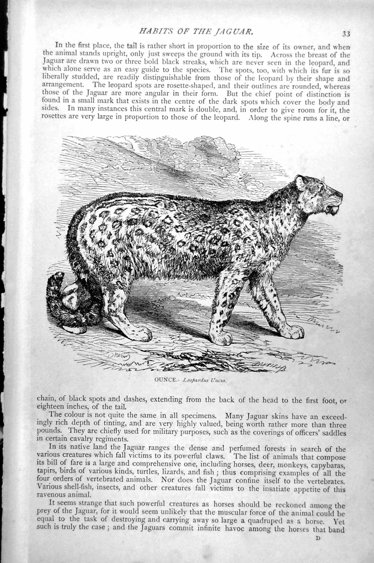 Original Old Antique Print Ounce Leopardus Uncia C1890 19th Century