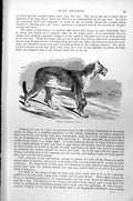 Original Old Antique Print Puma Leopardus Concolor C1890 19th Century