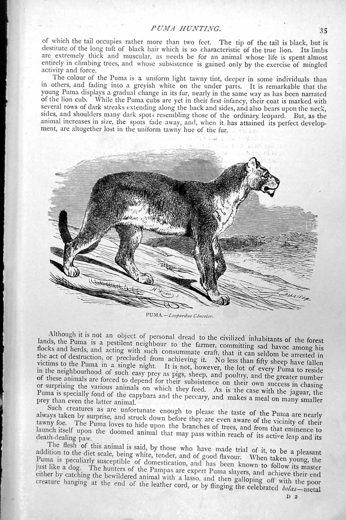 Original Old Antique Print Puma Leopardus Concolor C1890 19th Century