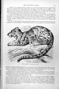 Original Old Antique Print Rimau-Dahan Leopardus Macroscelis C1890 Victorian