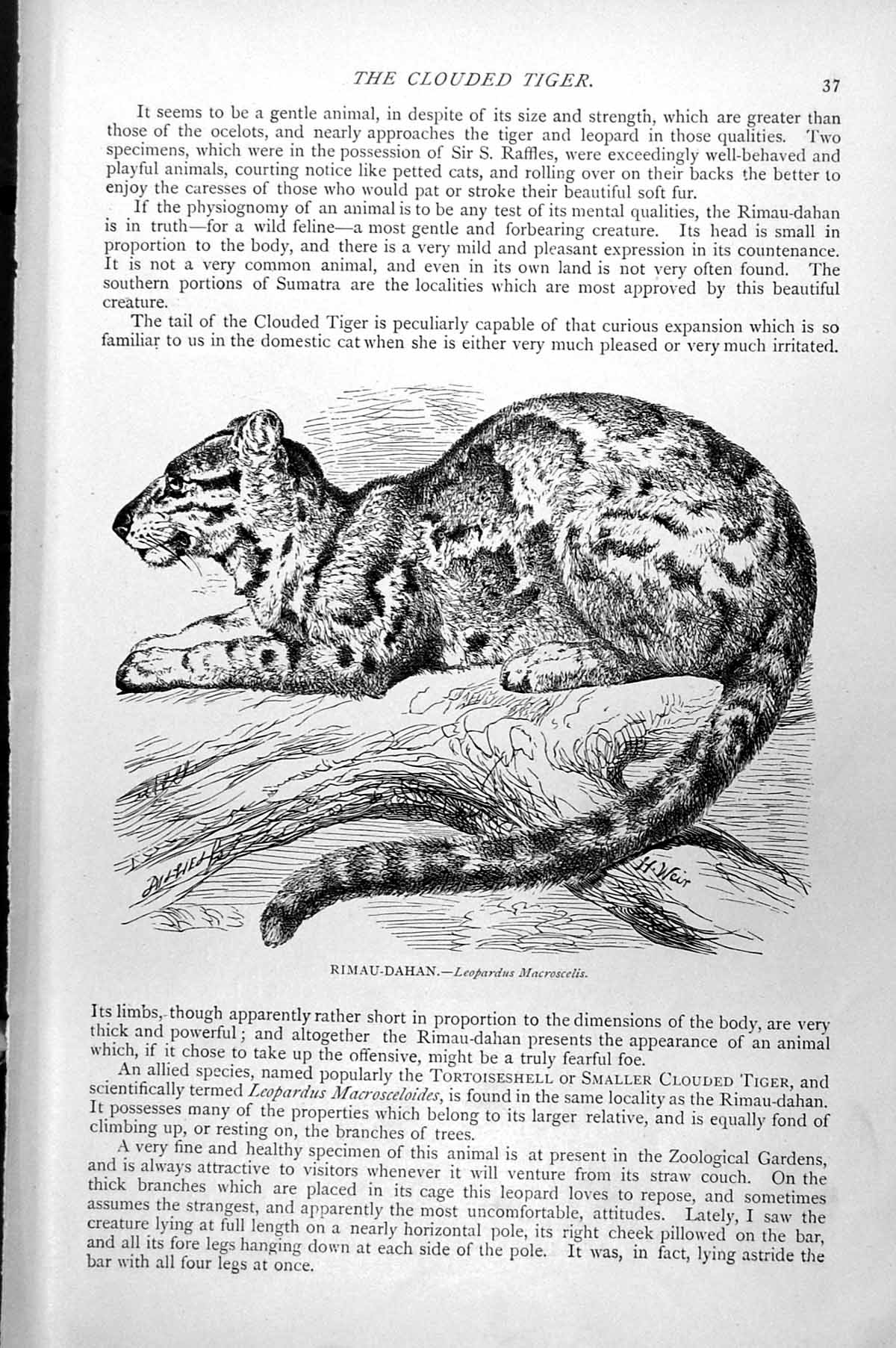 Original Old Antique Print Rimau-Dahan Leopardus Macroscelis C1890 Victorian
