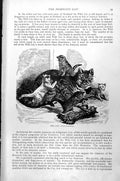 Original Old Antique Print The Cat Felis Domestica Kittens C1890 19th