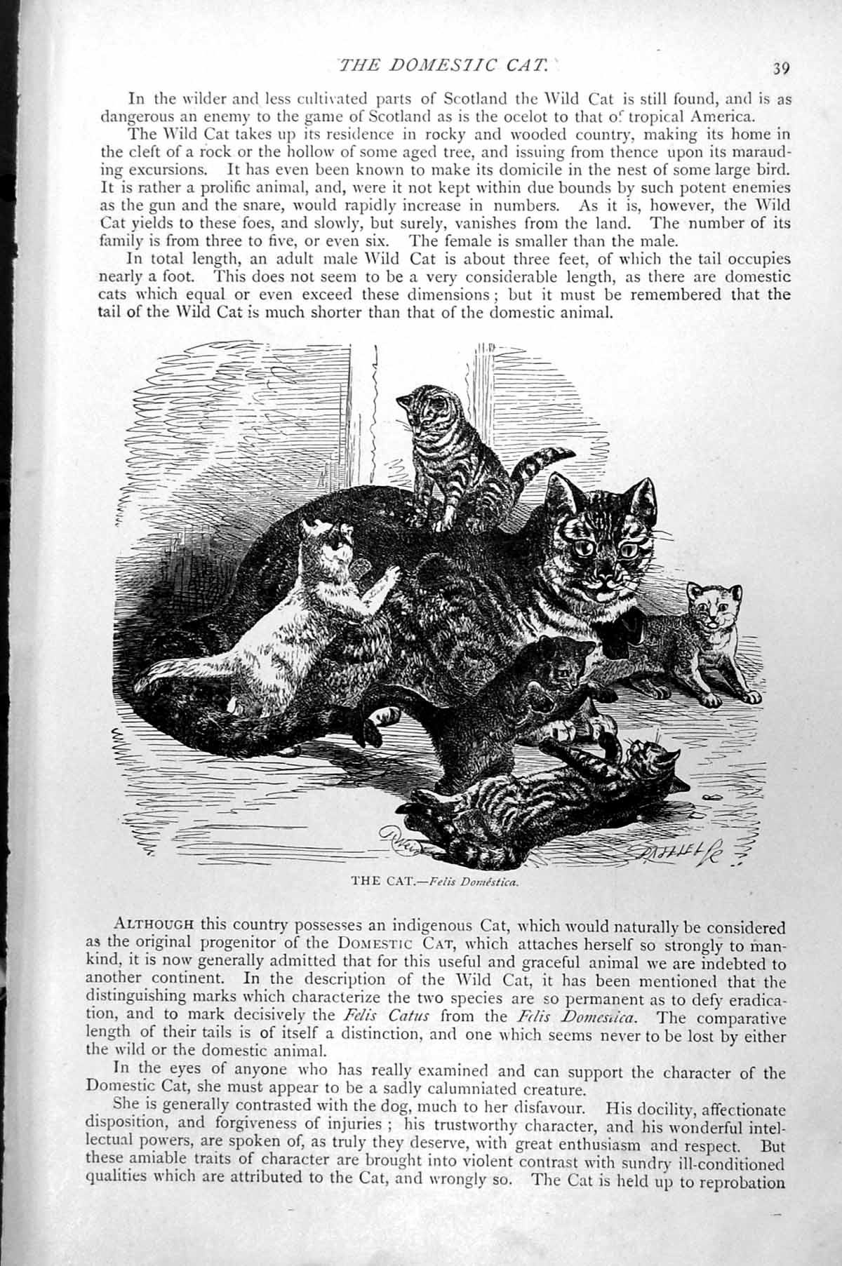Original Old Antique Print The Cat Felis Domestica Kittens C1890 19th