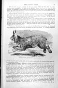 Original Old Antique Print Canada Lynx Or Peeshoo Lyncus Canadensis C1890 19th