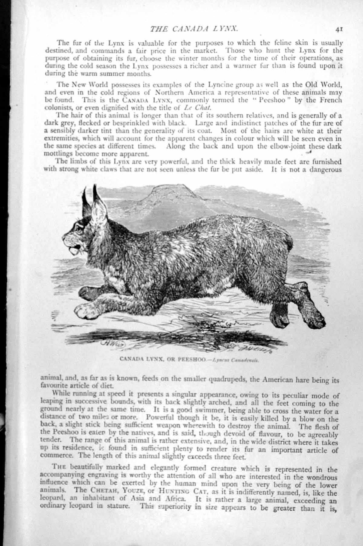 Original Old Antique Print Canada Lynx Or Peeshoo Lyncus Canadensis C1890 19th