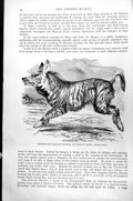 Antique Print Striped Or Crsted Hyaena Or Strand Wolf Hyaena Striata C1890 19th