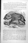 Original Old Antique Print Tiger Wolf Or Spotted Hyaena Crocuta Maculata C1890