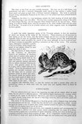 Original Old Antique Print Blotched Gennett Genetta Tigrina C1890 Victorian