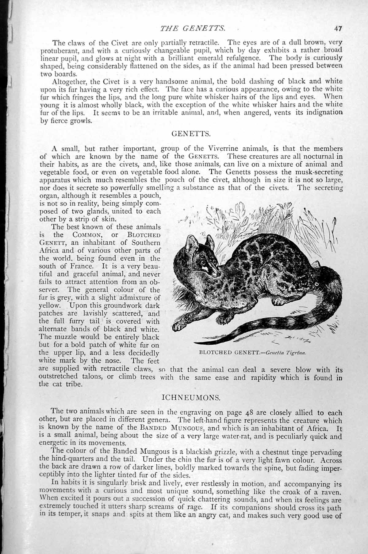 Original Old Antique Print Blotched Gennett Genetta Tigrina C1890 Victorian