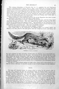 Original Old Antique Print Meerkat Cynictis Levaillantii C1890 19th