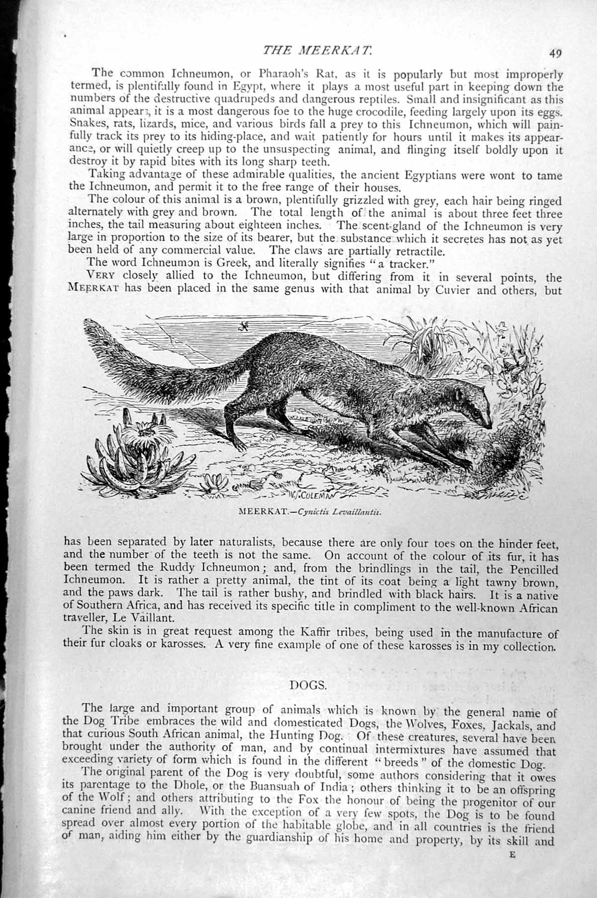 Original Old Antique Print Meerkat Cynictis Levaillantii C1890 19th