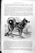 Original Old Antique Print Esquimaux Dog Canis Familiaris C1890 19th