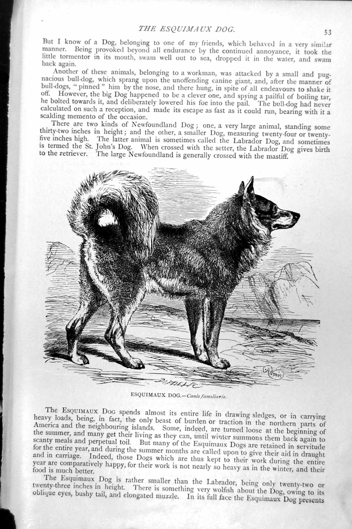 Original Old Antique Print Esquimaux Dog Canis Familiaris C1890 19th