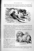 Original Old Antique Print Spaniel Maltese Dog Canis Familiaris C1890 Victorian