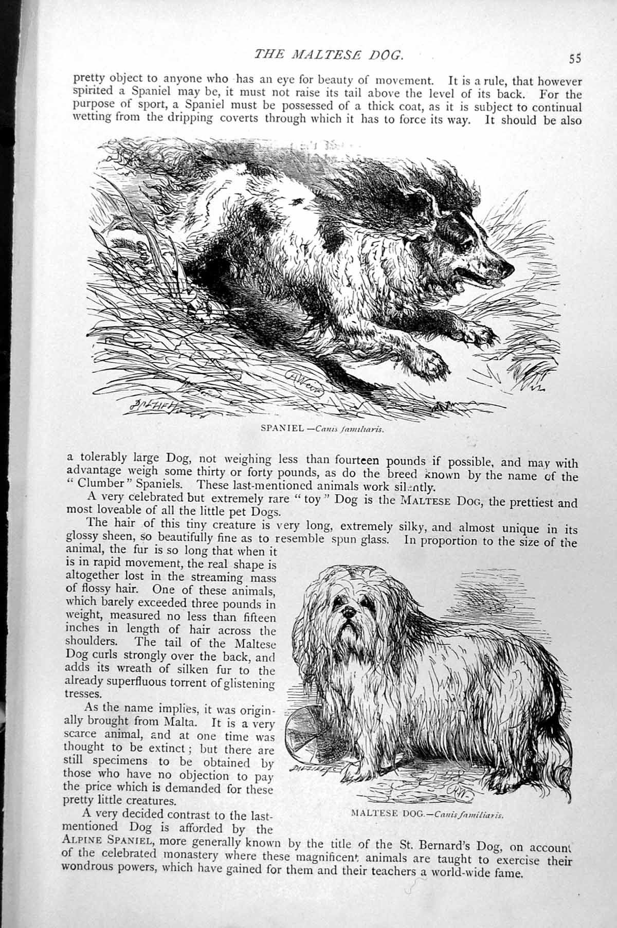 Original Old Antique Print Spaniel Maltese Dog Canis Familiaris C1890 Victorian