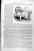 Original Old Antique Print Poodle Canis Familiaris C1890 19th Century