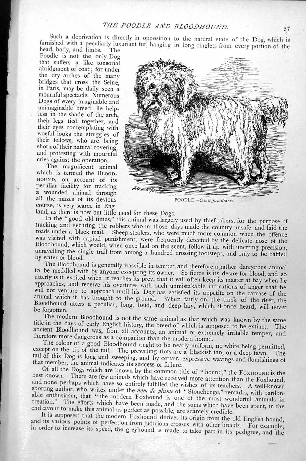 Original Old Antique Print Poodle Canis Familiaris C1890 19th Century