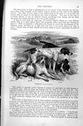 Original Old Antique Print Pointers Canis Familiaris C1890 19th