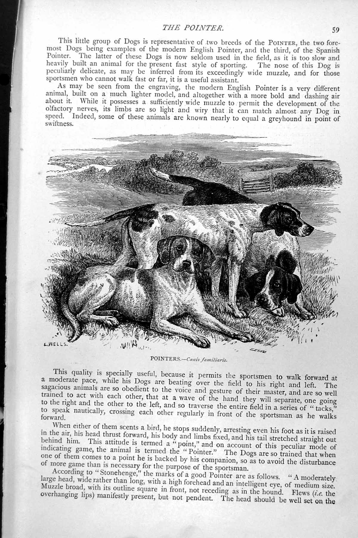 Original Old Antique Print Pointers Canis Familiaris C1890 19th