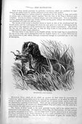 Original Old Antique Print Retriever Canis Familiaris C1890 19th