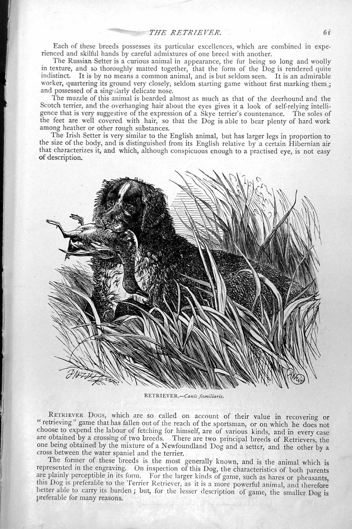 Original Old Antique Print Retriever Canis Familiaris C1890 19th