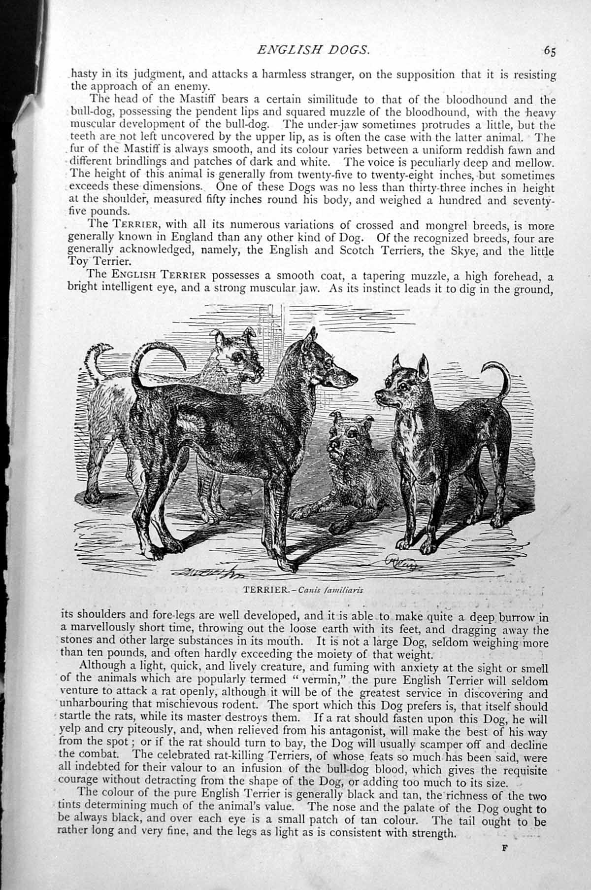 Original Old Antique Print Terrier Canis Familiaris C1890 19th