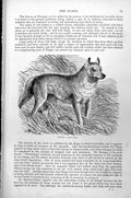 Original Old Antique Print Dingo Canis Dingo C1890 19th Century
