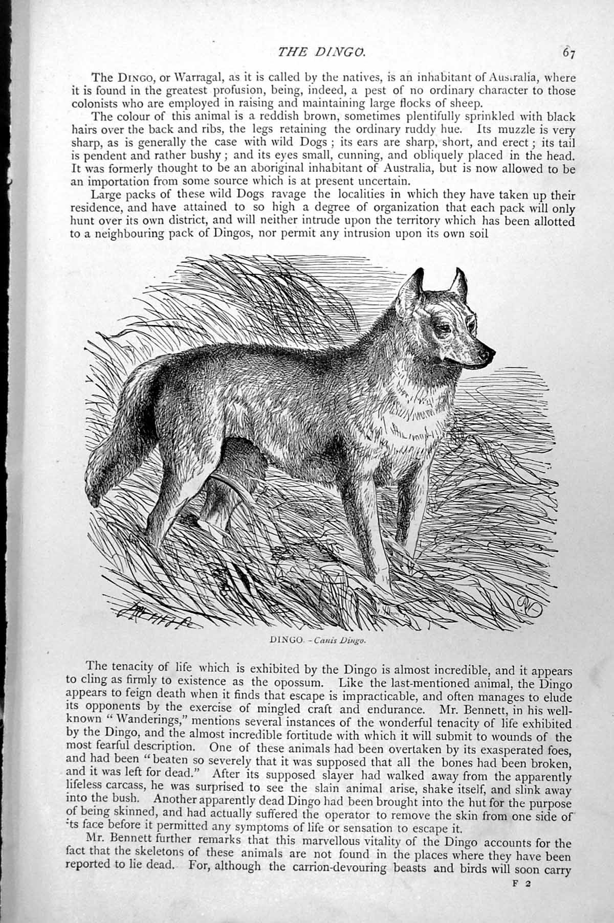 Original Old Antique Print Dingo Canis Dingo C1890 19th Century