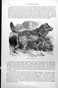Original Old Antique Print Wolf Canis Lupus C1890 19th Century