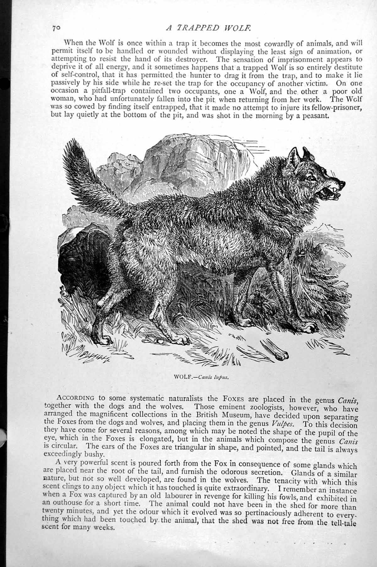 Original Old Antique Print Wolf Canis Lupus C1890 19th Century